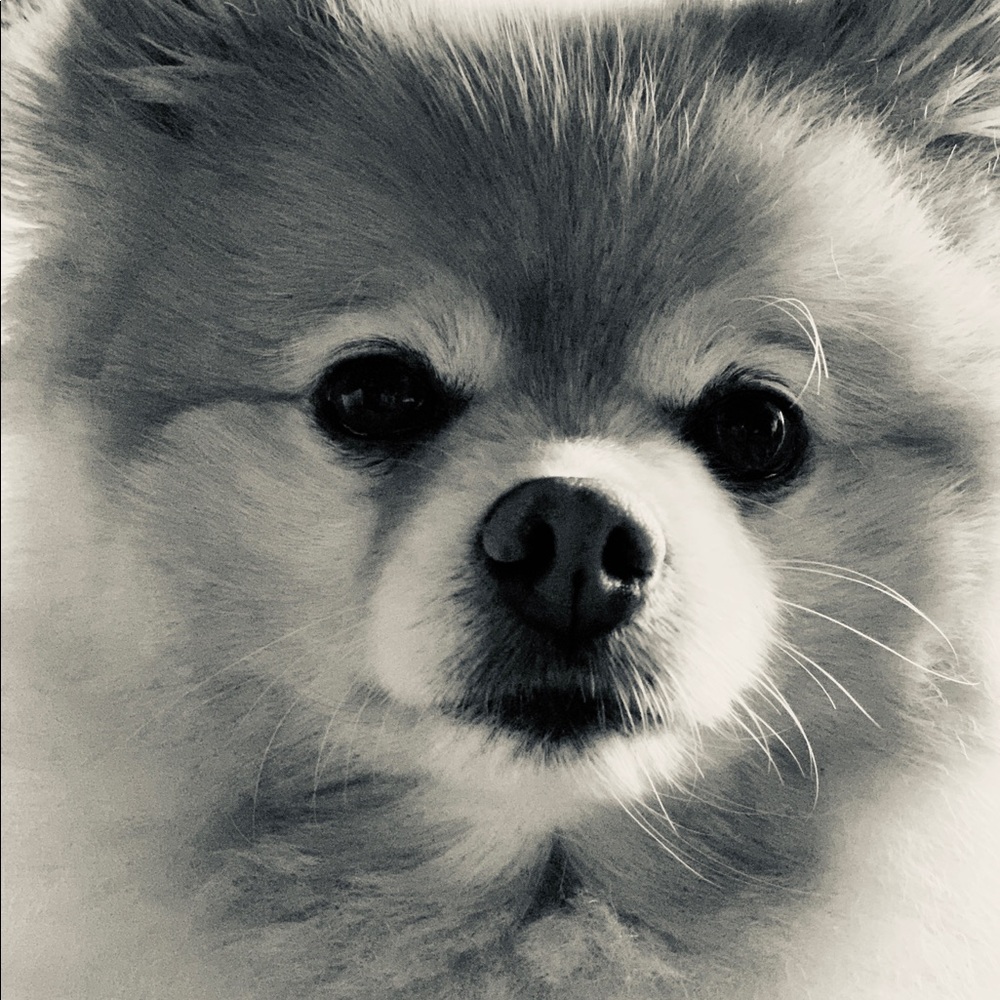 Meet your Posher, Alleè